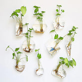 Wandbehang-Blumenvase aus Glas